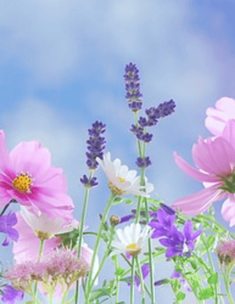 Sylvia Dowell Obituary