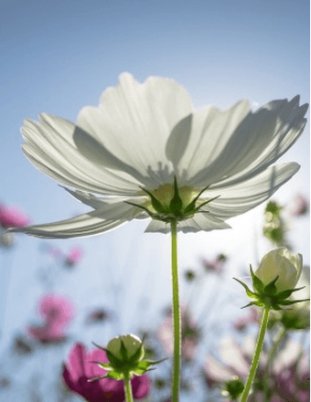 Donna Sanders Obituary