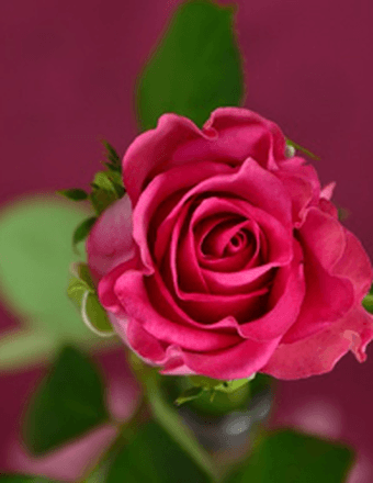 Gayle Locke Obituary