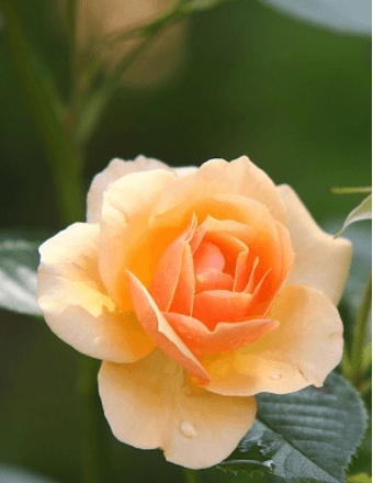Nadine L. Hall Obituary
