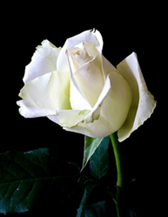 Juanita Allen Obituary